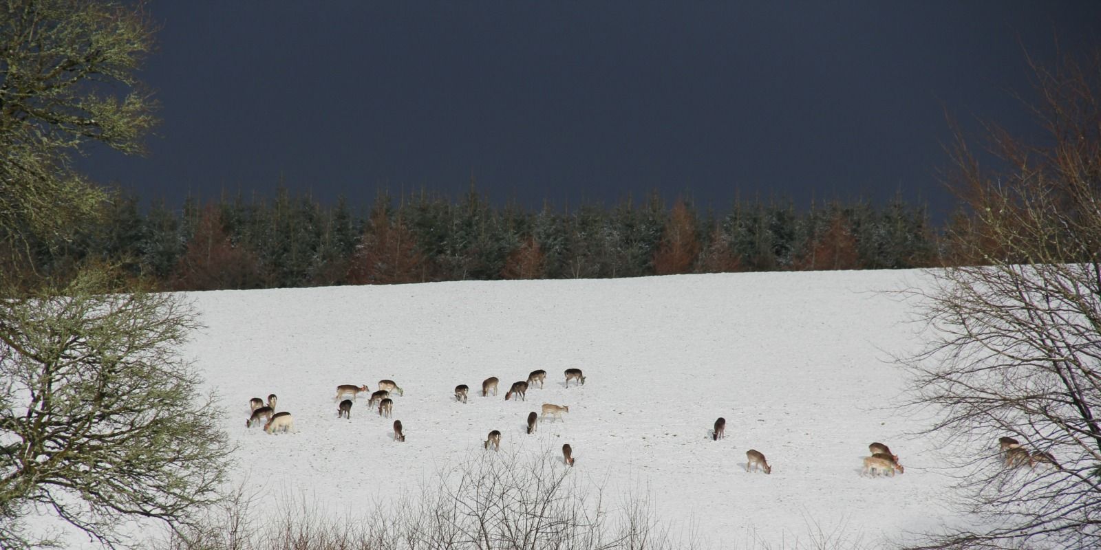 Fallow deer in the snow.  Venison for sale