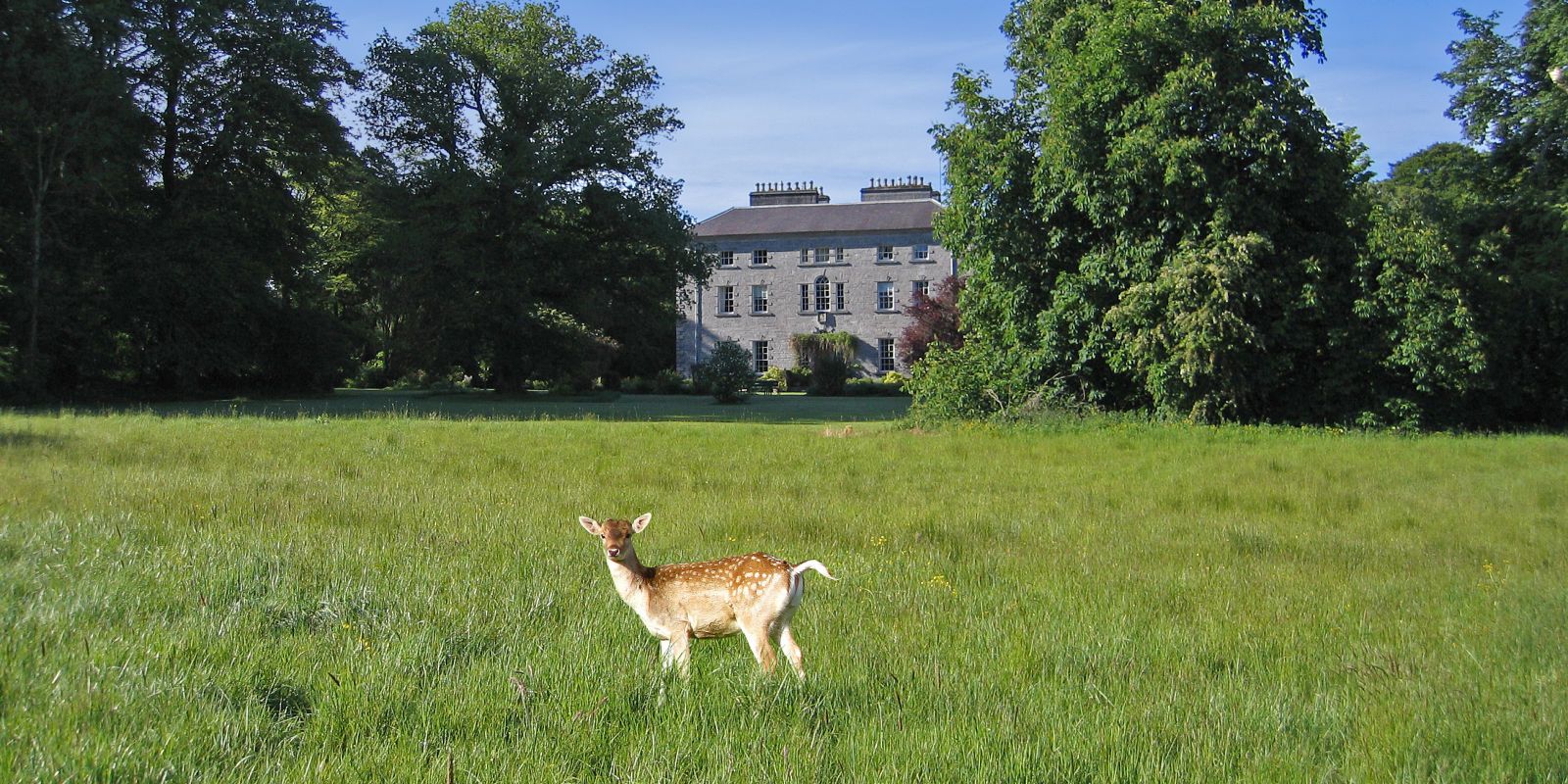 Fallow Deer