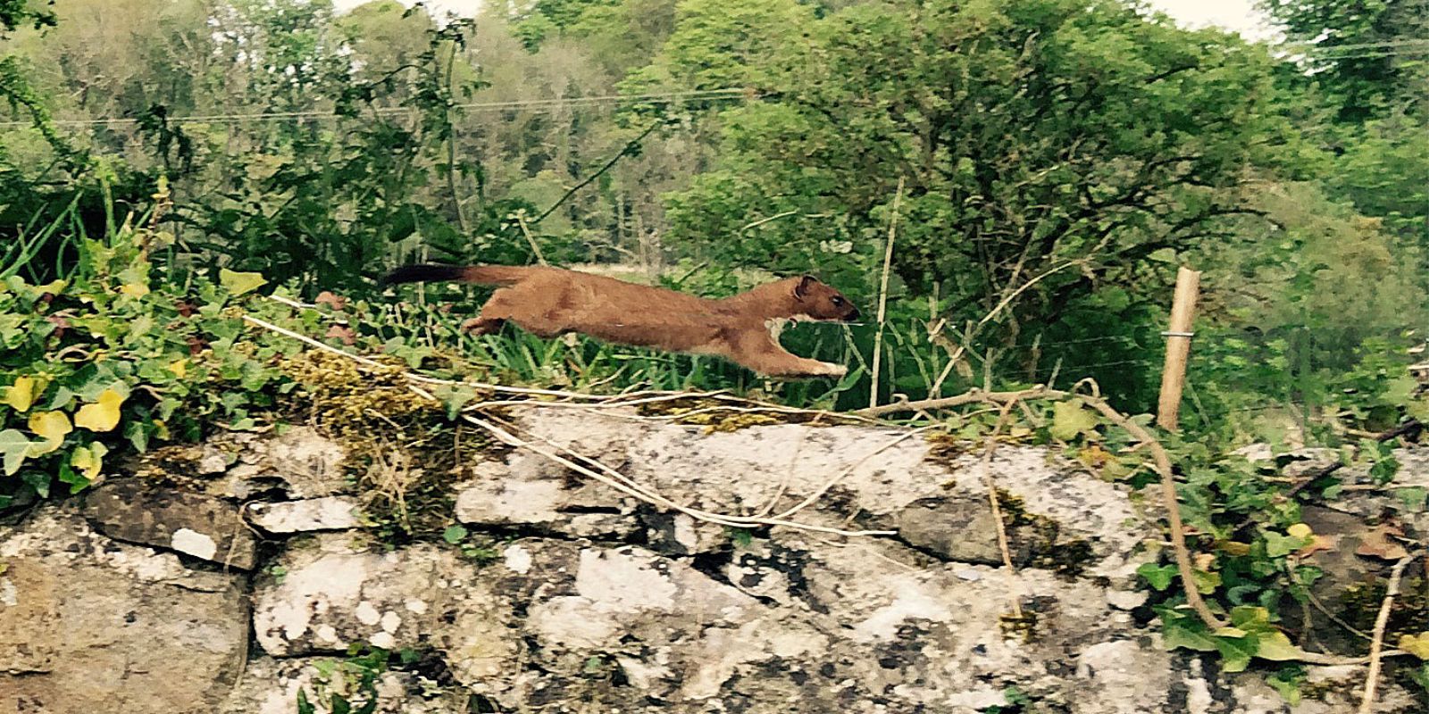 Irish Stoat banner