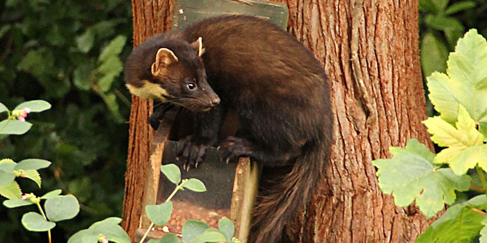 Pine Marten banner