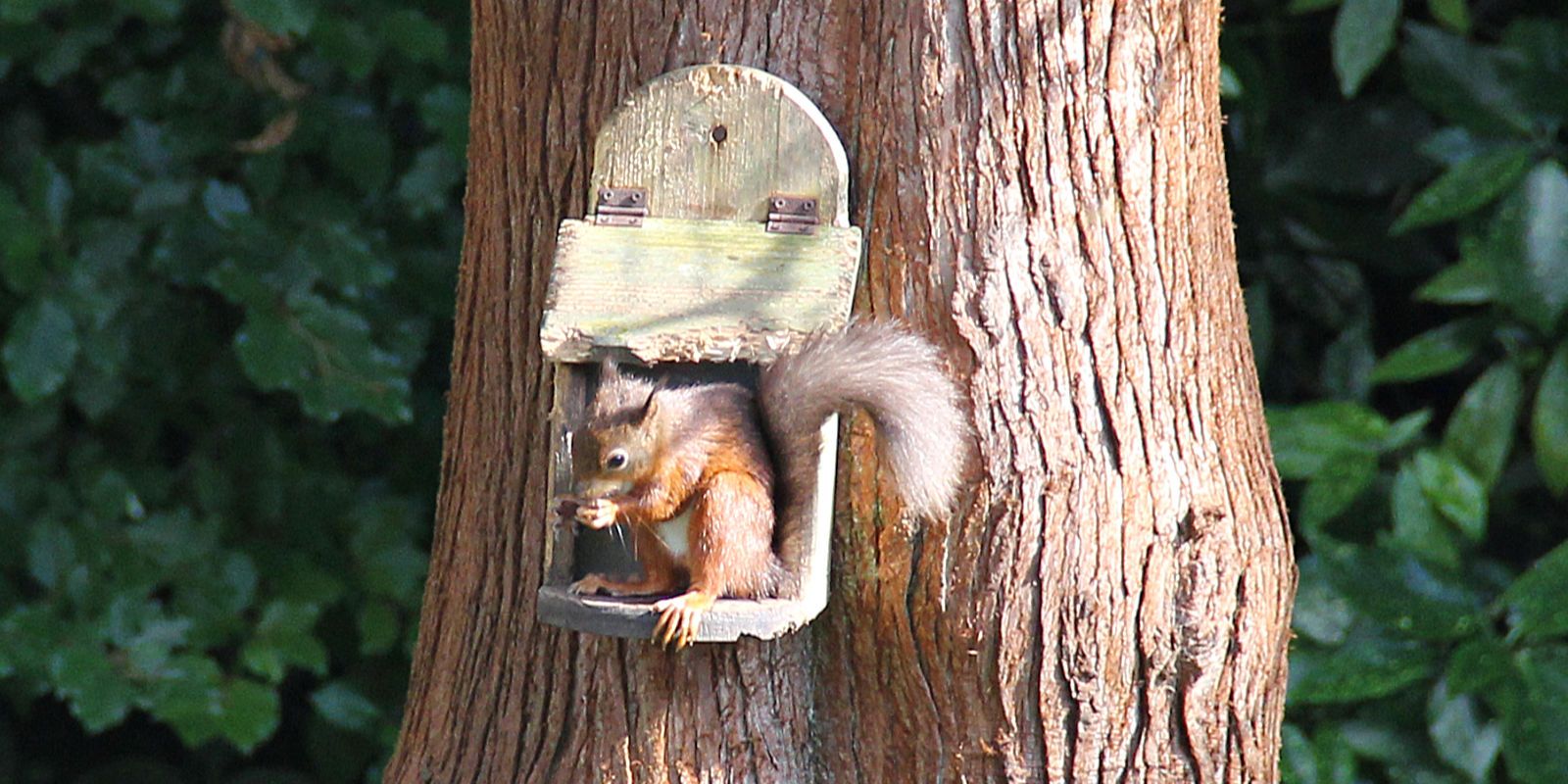 Squirrel banner