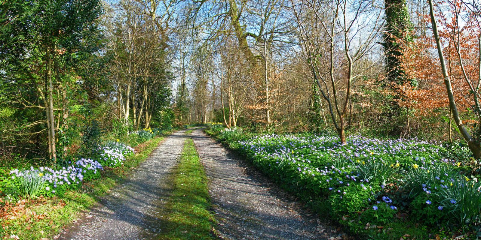 Avenue in Spring