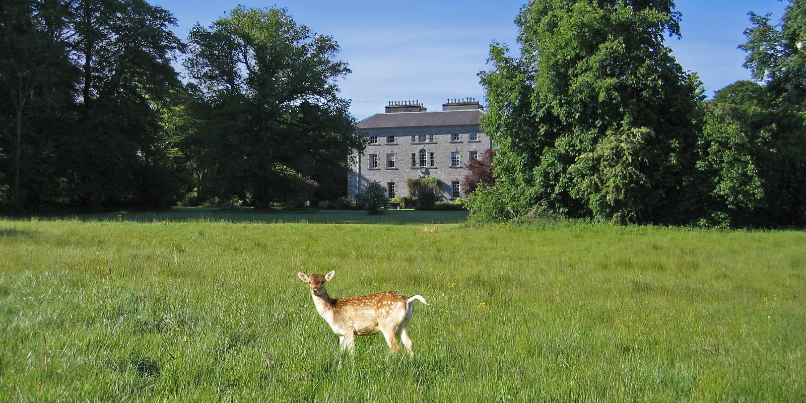 Coopershill Deer banner