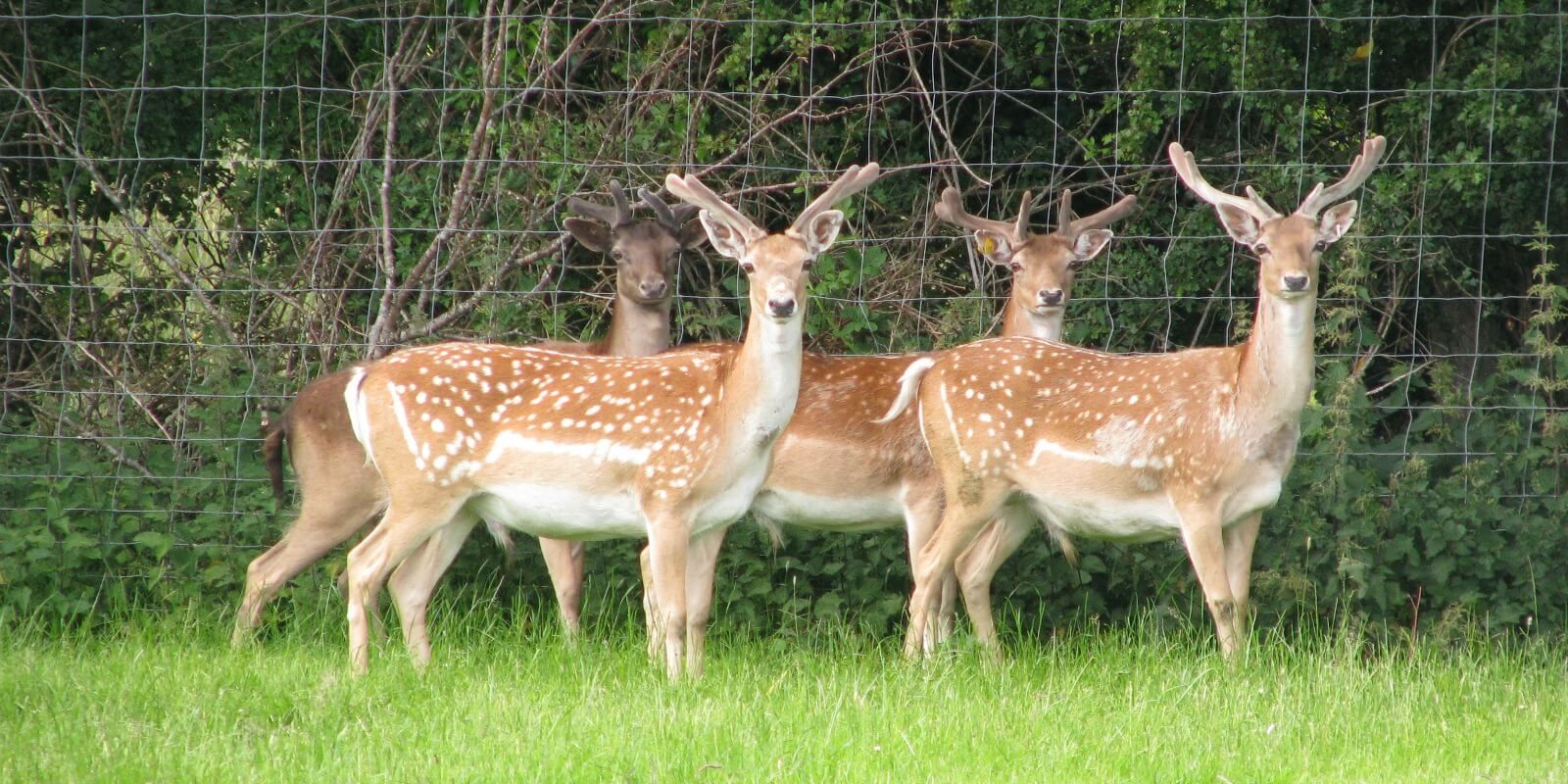 4 fallow deer buck.  Irish venison