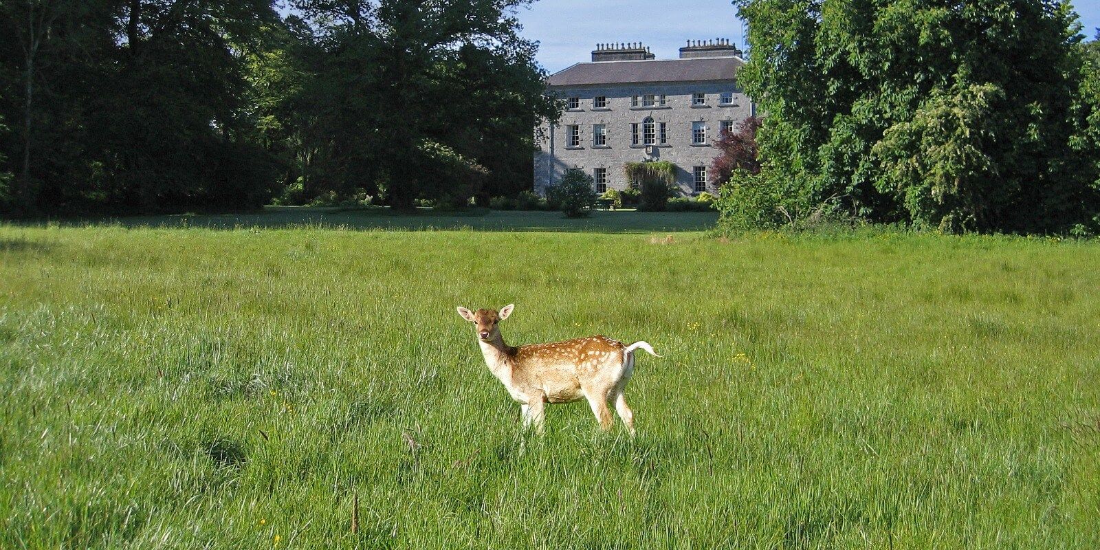 A wild deer at Coopershill