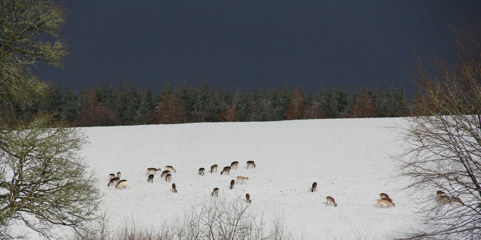 Fallow deer in the snow.  Venison for sale in Ireland
