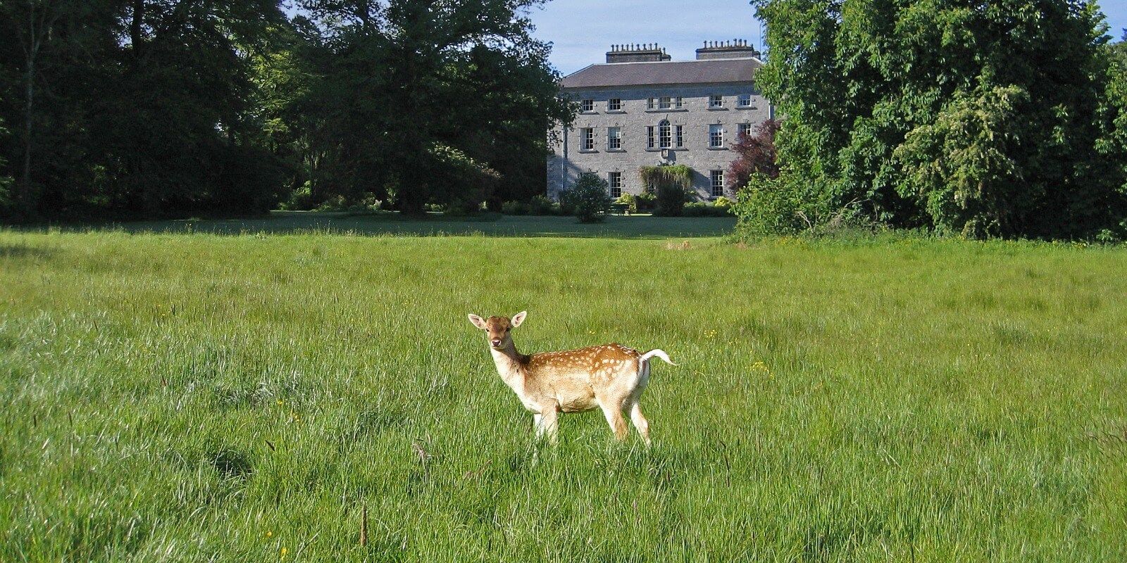 Fallow deer at Coopershill.  We sell Irish venison