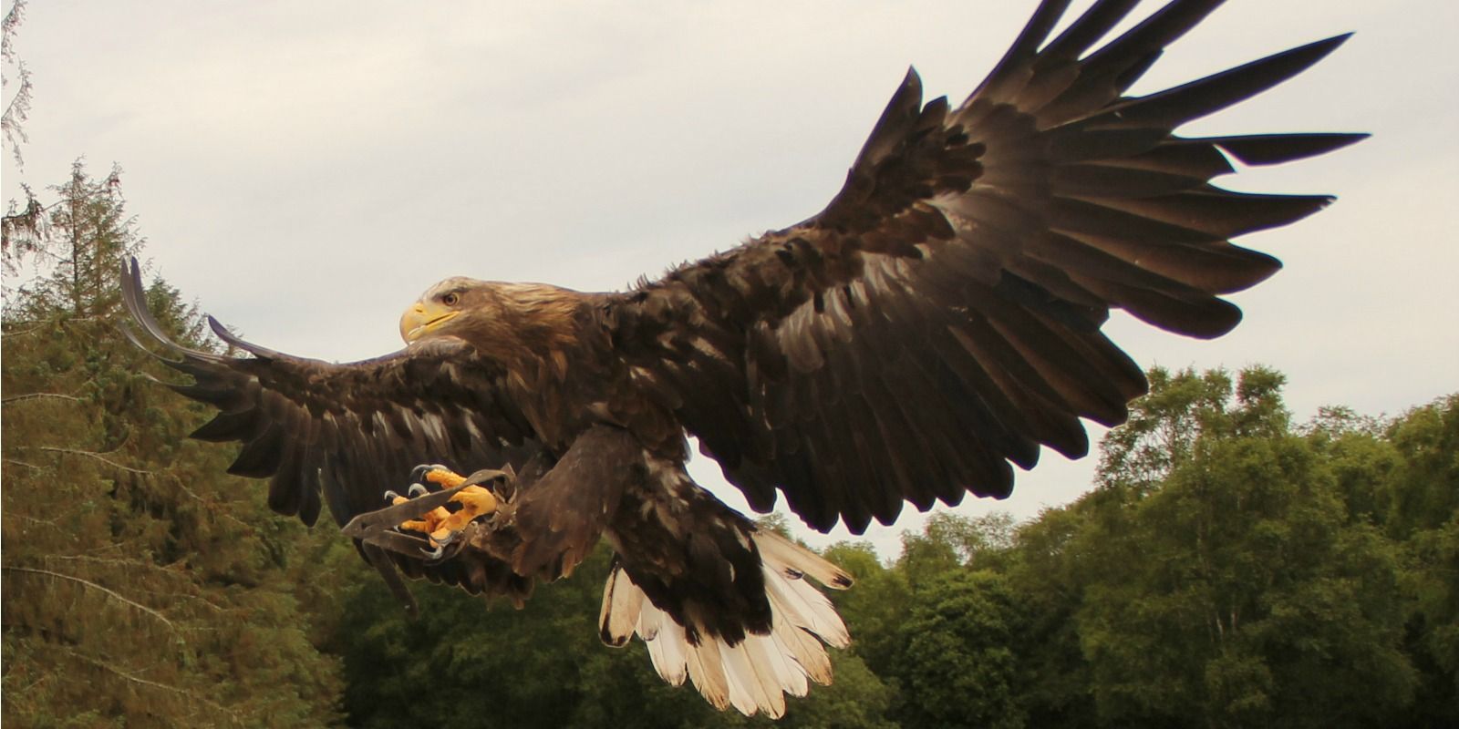 Eagles Flying Coopershill Estate