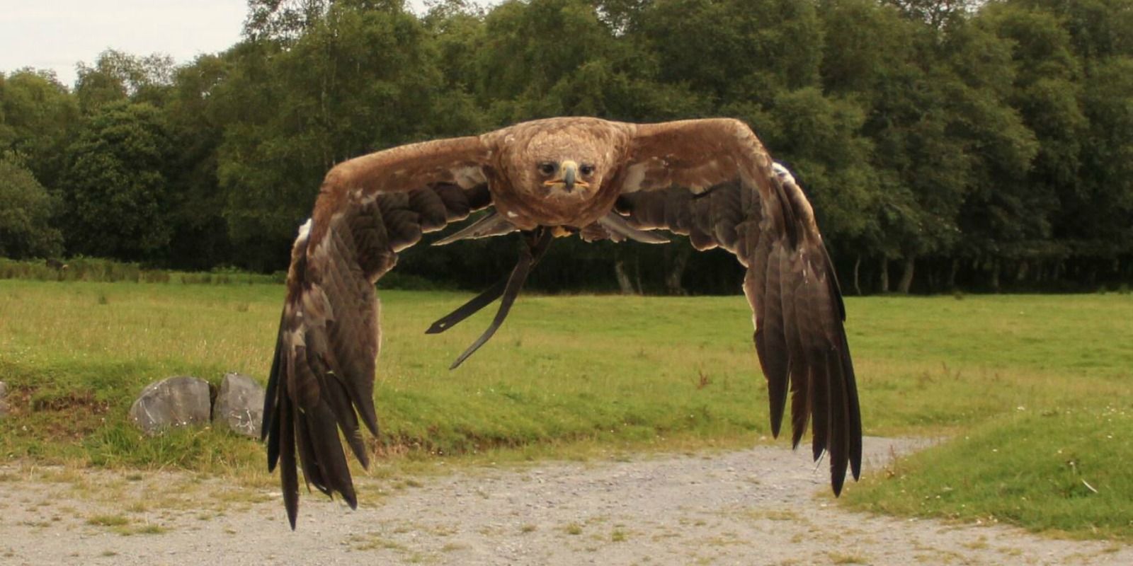 Hawk Flying Coopershill Estate