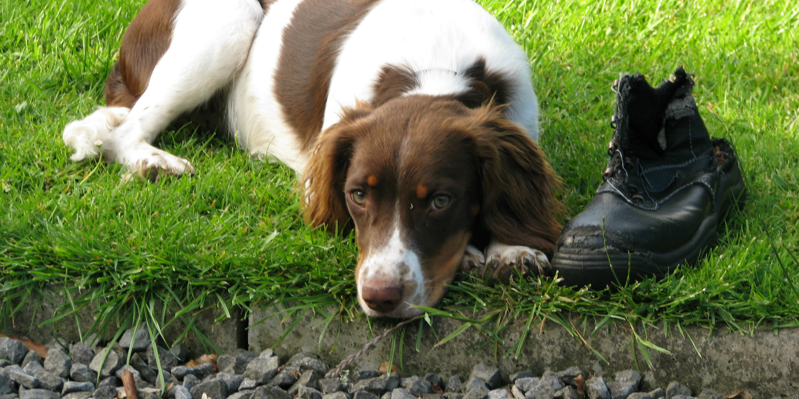 Coopershill People Alice the Spaniel