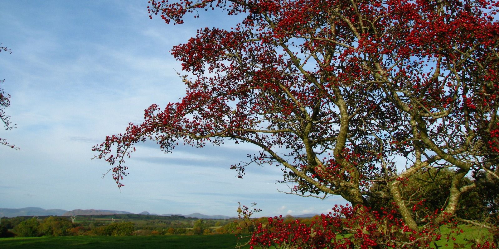 Hawthorn berries